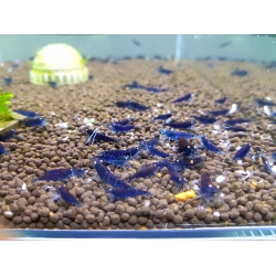 Tiger Blue Orange Eys