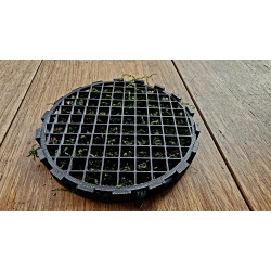 Kratka do mchu 10cm + mech Flame moss
