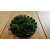 Kratka do mchu 10cm + mech Flame moss